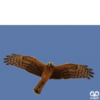 گونه سنقر خاکستری Hen Harrier